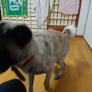 里親募集