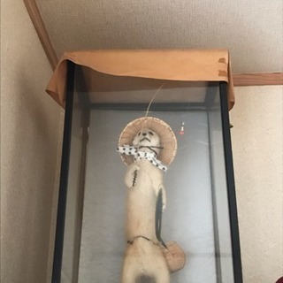 イタチの剥製