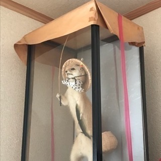イタチの剥製の画像