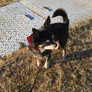 黒チワワ、スムースの男の子♪