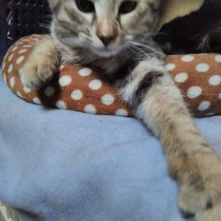 春日井さくら猫の譲渡会やります！2週連続！