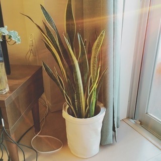 観葉植物＋無印良品のプランターカバー