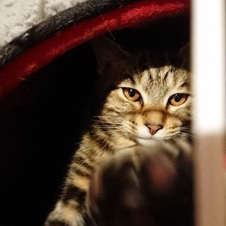 【3ヶ月位】人懐っこいかわいい男の子