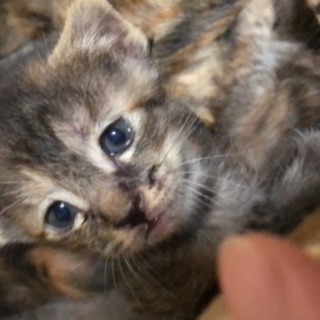 生後１ヶ月子猫🐱