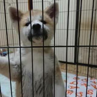 秋田犬の仔犬２ヶ月の里親様を募集致します⁉