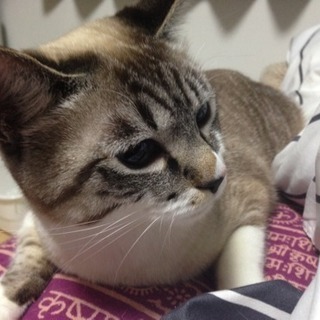 猫orライブ友達