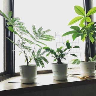 観葉植物オススメ教えて欲しいです