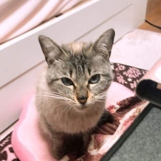 飼い主探しています。