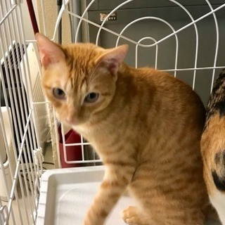 可愛い子猫の里親募集