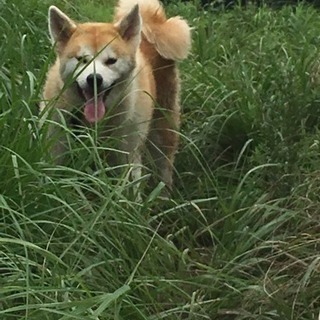 秋田犬赤毛雌