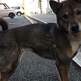 松山市保健所 至急  新しい飼い主さんを探しています