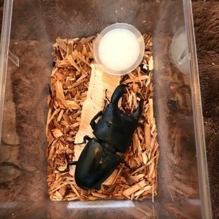 スラウェシオオヒラタクワガタ 秘密の離島産