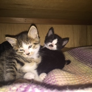 保護猫の里親募集