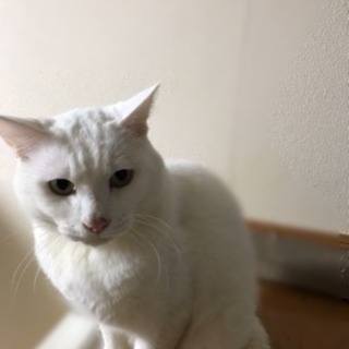 人懐っこく綺麗な白の男の子です(^_^)