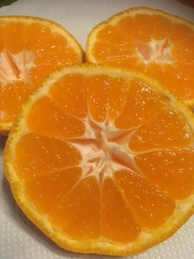 大津みかん 大玉20㎏ 1800円！