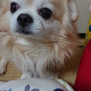チワワ雄です