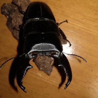 スマトラオオヒラタクワガタ、アチェ産幼虫