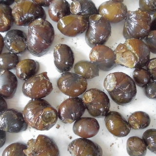石巻貝 10匹～100匹＋α水槽のコケ取り掃除屋です メダ…