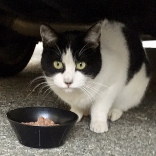 まるちゃん 1歳前後 メス猫  避妊済み 里親募集中！