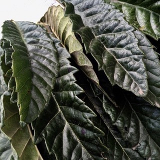 びわ生葉／枇杷の葉／びわの生葉40枚（SMLサイズ込み）の画像