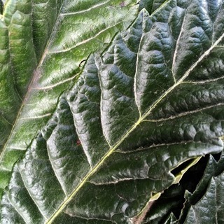 びわ生葉／枇杷の葉／びわの生葉40枚（SMLサイズ込み）の画像