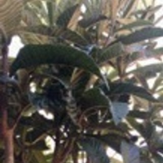 びわ生葉／枇杷の葉／びわの生葉40枚（SMLサイズ込み）の画像