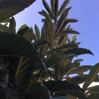 びわ生葉／枇杷の葉／びわの生葉40枚（SMLサイズ込み）の画像