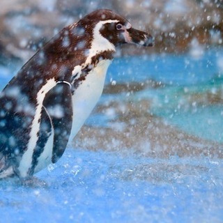 ペンギンクラブ(•∋•)