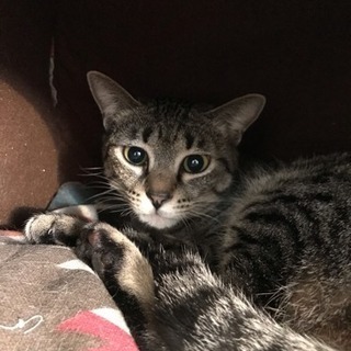 輪を乱さないおしとやかな超ナチュラル系猫