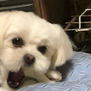 犬を飼ってる方と