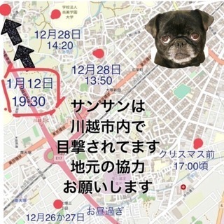 川越市内で迷子犬を探してます。