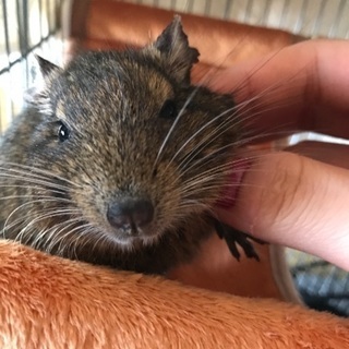 デグー3歳♂
