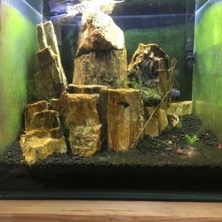 30cm水槽 レッドチェリーシュリンプ