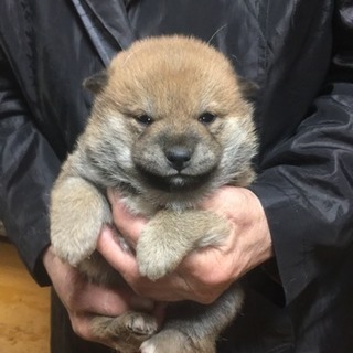 柴犬一人娘ムチムチちゃん！の画像