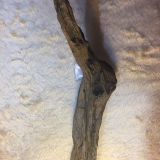 35センチ天然流木の画像