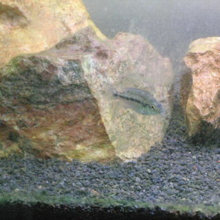 熱帯魚 アフリカン 「プロトメラス・フェネストラートゥス」稚魚（５匹）