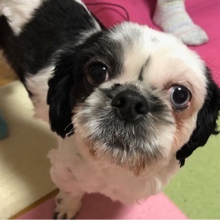 シーズ一歳半です
