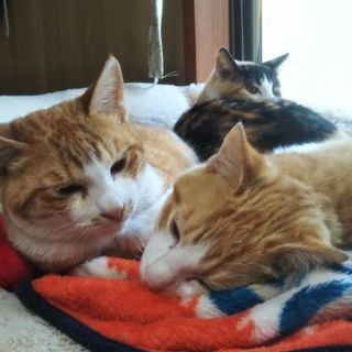可愛い子猫の3兄妹の里親様を探しています
