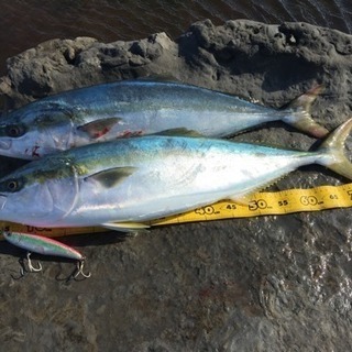 釣り友募集(*´Д｀*)
