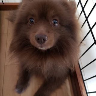 可愛がってくださる里親さん募集♂くま🐻くん
