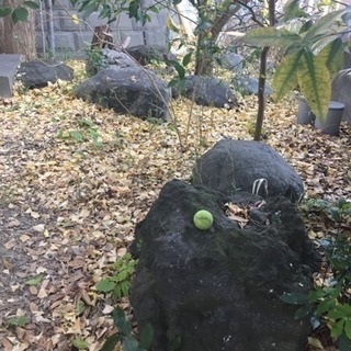 庭石各種 お好きなものお好きなだけどうぞ♪