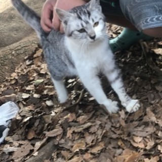 保護ネコ活動