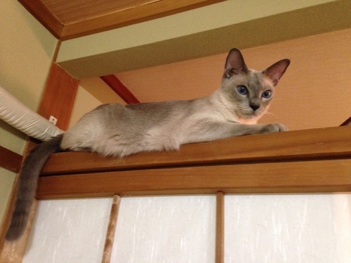 血統書付きシャム猫男の子7歳 (なお) 大府の猫の里親募集