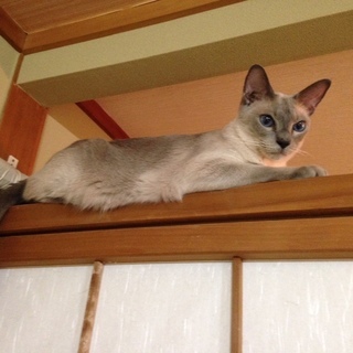 血統書付きシャム猫男の子7歳 (なお) 大府の猫の里親募集