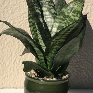 観葉植物 小型のサンスベリア No.1