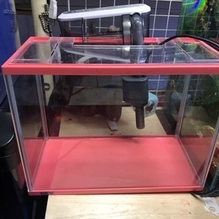 新品メダカ育成セットお安く手渡し限定の画像