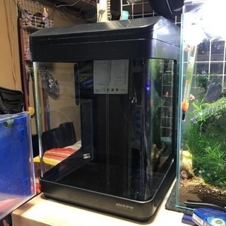 新品メダカ育成セットお安く手渡し限定の画像