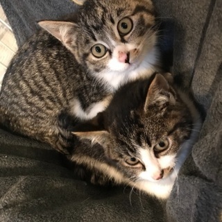 子猫2匹 オス、メス