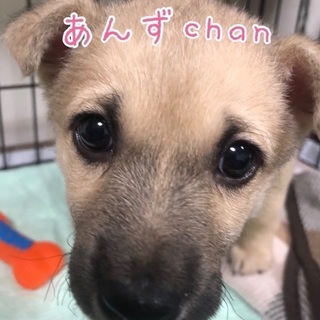 生後２ヶ月女の子 あんずちゃん