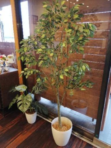 カフェ閉店セール☆格安でフェイクグリーンを♪